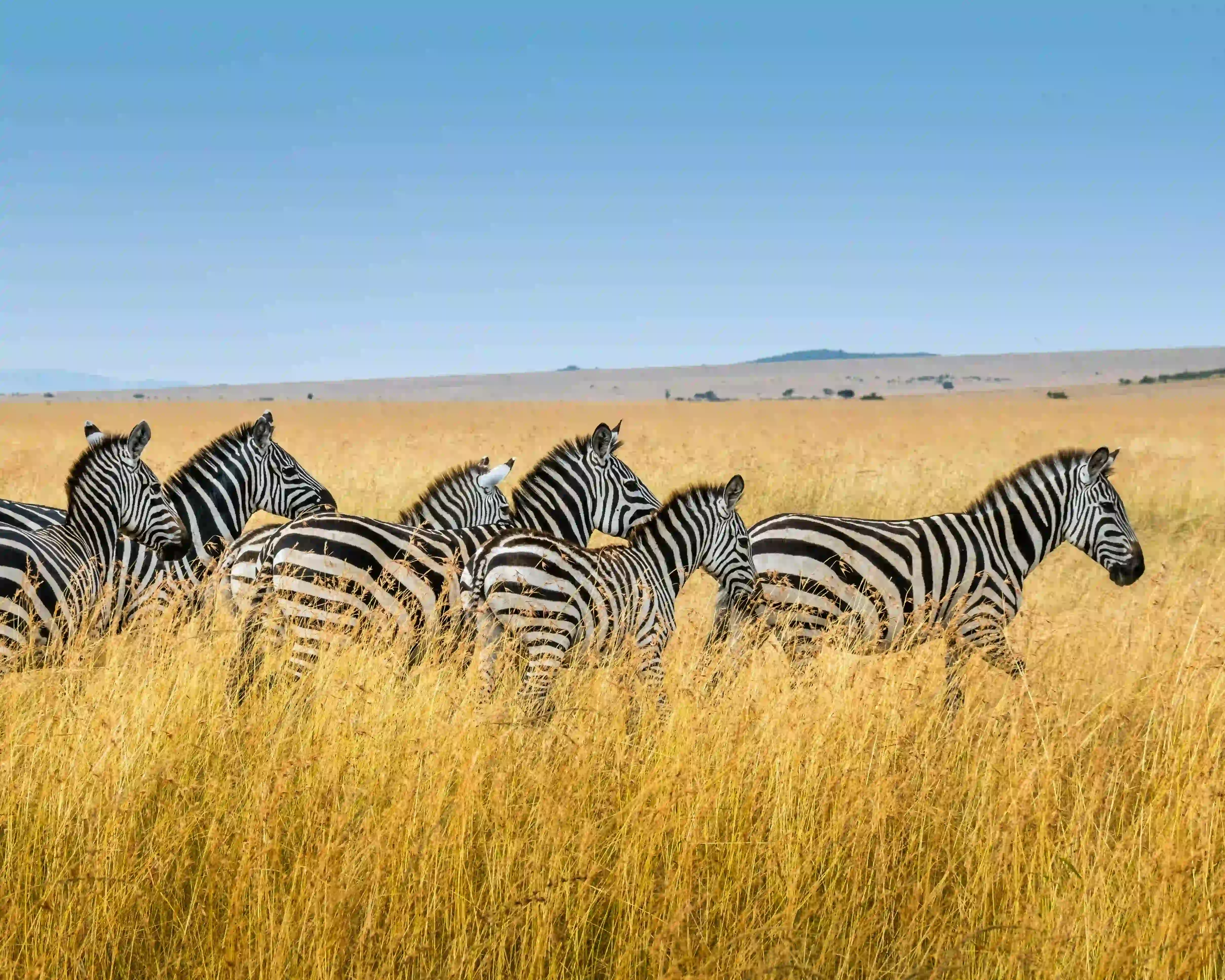 Zebra Herd